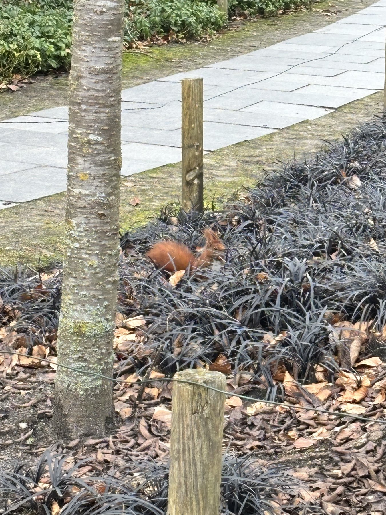 Un pequeño animal en el parque